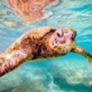 Meet your Posher, Autumn